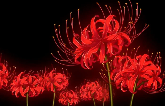 hoa bỉ ngạn là gì