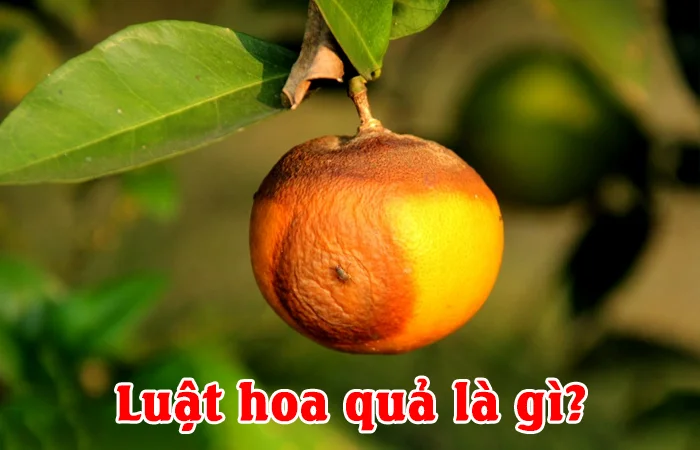 Luật hoa quả là gì? Quả táo, quả táo nhãn lồng là gì?