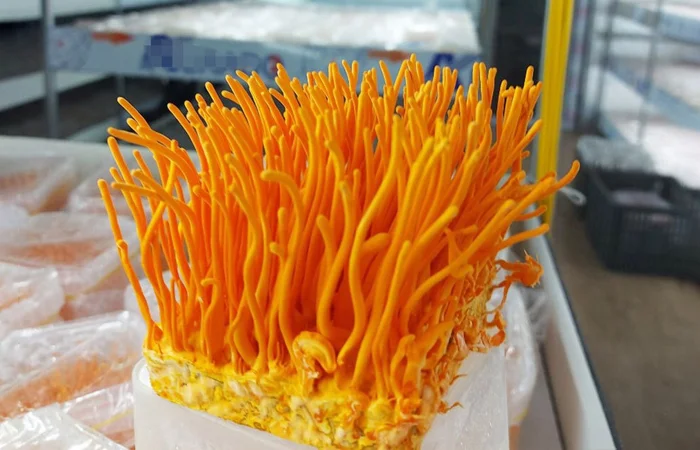 đông trùng hạ thảo là gì