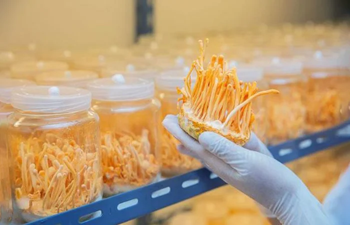 đông trùng hạ thảo là gì