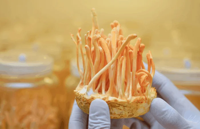 đông trùng hạ thảo là gì