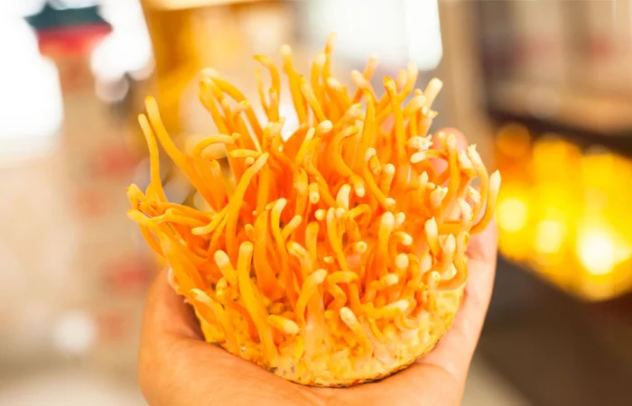 Đông trùng hạ thảo là gì? Tại sao gọi là đông trùng hạ thảo? Tác dụng của đông trùng hạ thảo