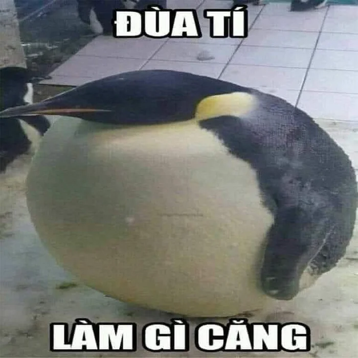 meme chế chim cánh cụt