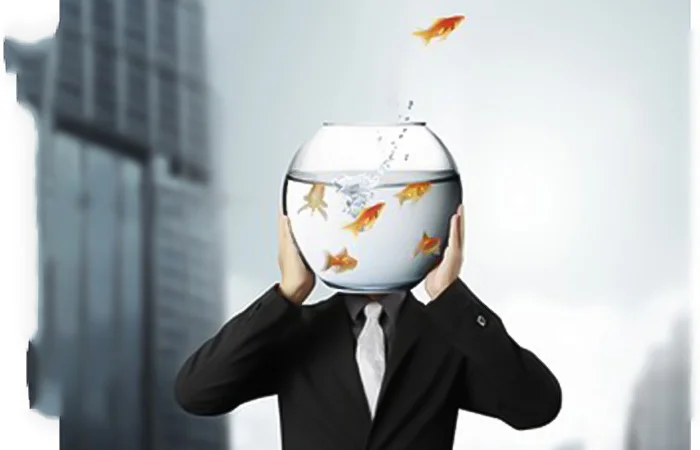 não cá vàng là gì