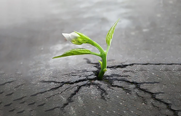 Giác ngộ là gì? Ý nghĩa của từ giác ngộ trong nhà phật