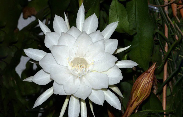 hoa quỳnh là hoa gì