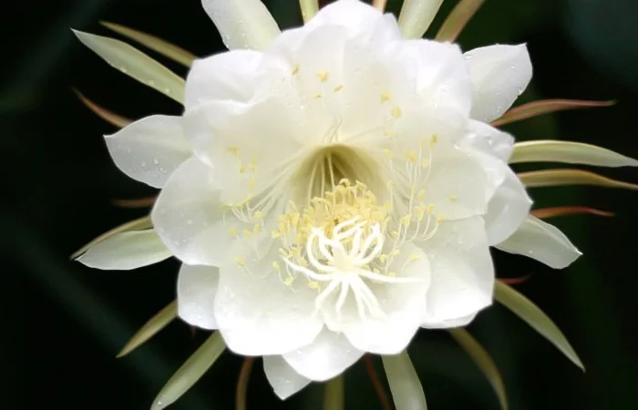 hoa quỳnh là hoa gì