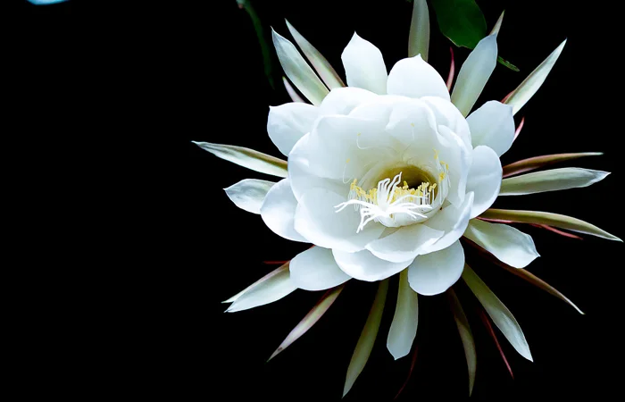 hoa quỳnh là hoa gì