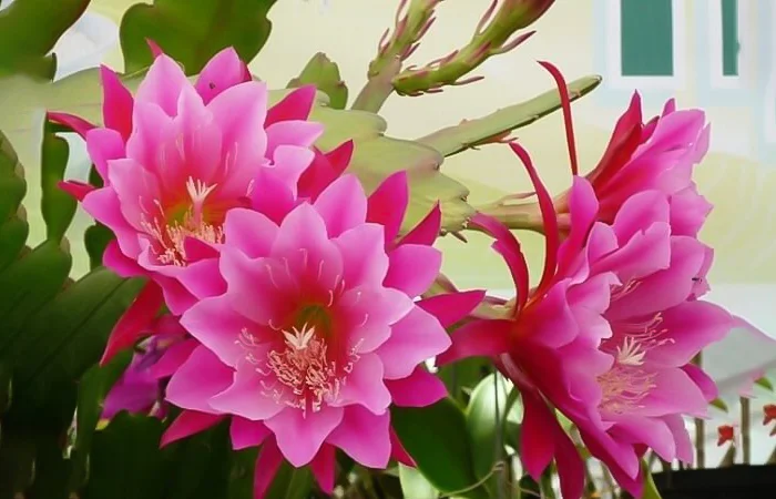 hoa quỳnh là hoa gì