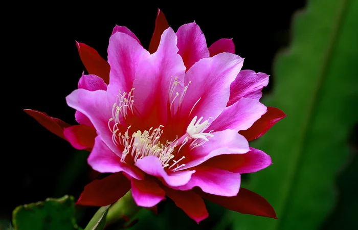 hoa quỳnh là hoa gì