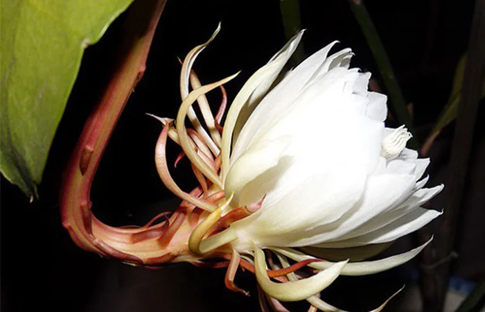 hoa quỳnh là hoa gì