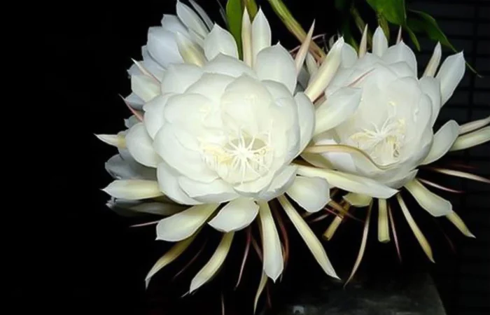 Hoa Quỳnh là hoa gì? Ý nghĩa của Hoa Quỳnh trong tình yêu