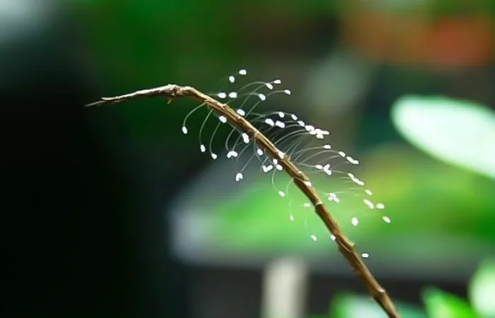 mơ thấy hoa ưu đàm nở