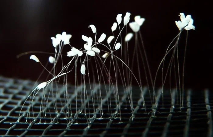 Nằm mơ thấy hoa ưu đàm báo hiệu điều gì? Lành hay dữ