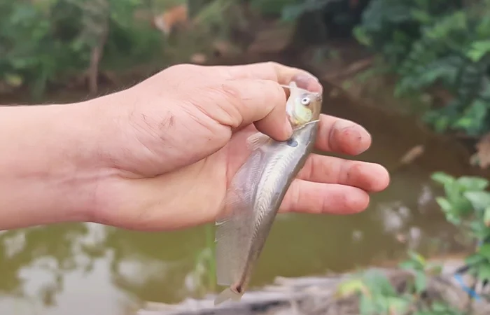 nằm mơ bắt được cá