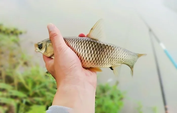 Nằm mơ bắt được cá có điềm báo gì? Lành hay dữ? Đánh con gì?