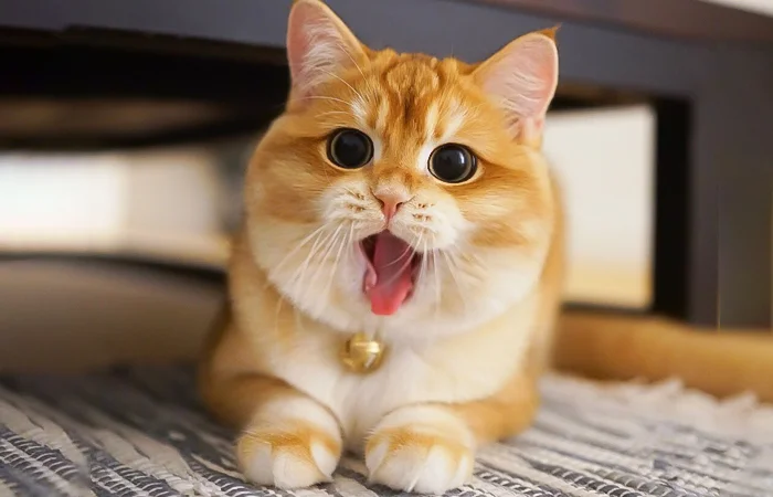 nằm mơ bị mèo cắn