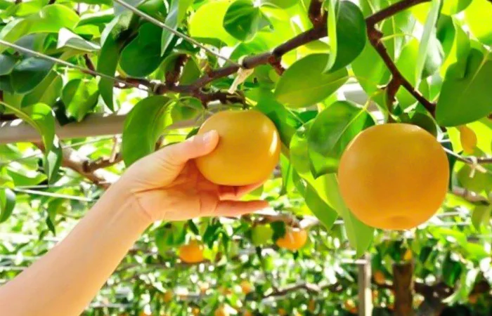 Nằm mơ hái trái cây có điềm báo gì? Lành hay dữ? Đánh con gì?