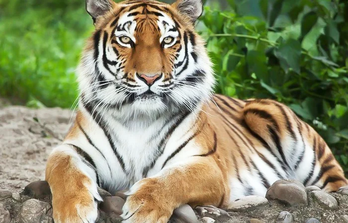 năm mơ hổ đuổi