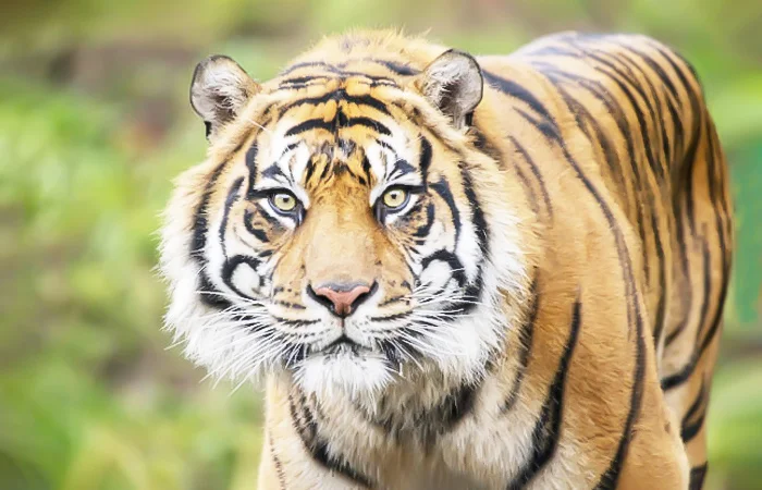 Nằm mơ hổ đuổi có điềm báo gì? Lành hay dữ? Đánh con gì?