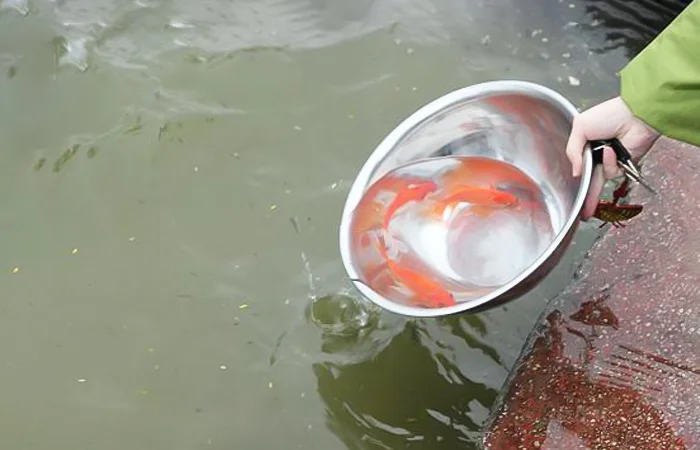 nằm mơ phóng sinh