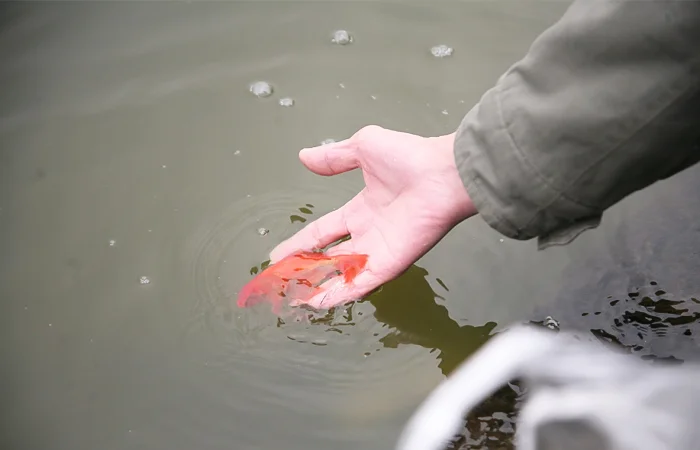 Nằm mơ phóng sinh cá có điềm báo gì? Lành hay dữ?