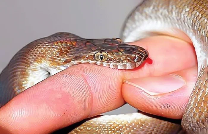 nằm mơ thấy rắn cắn