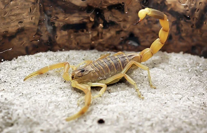 nằm mơ thấy bọ cạp