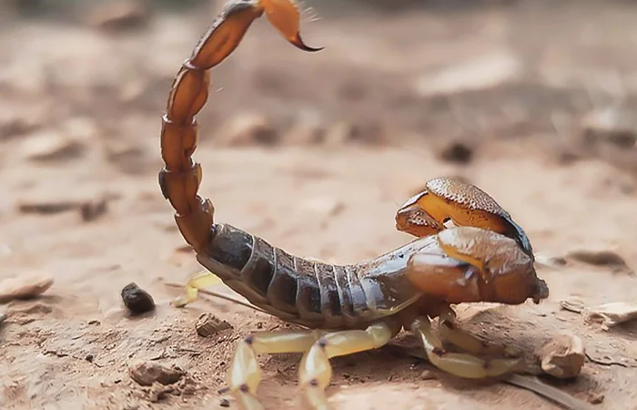 nằm mơ thấy bọ cạp