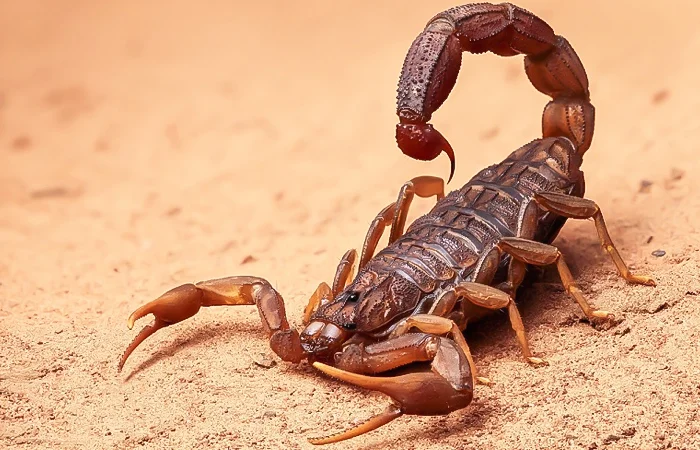 nằm mơ thấy bọ cạp