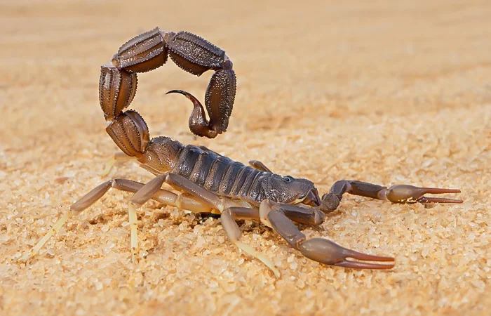 Bọ Cạp số mấy? Nằm mơ thấy Bọ Cạp có điềm báo gì? Tốt hay xấu?