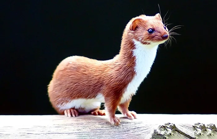 Con Chồn số mấy? Nằm mơ thấy con Chồn có điềm báo gì? Lành hay dữ?