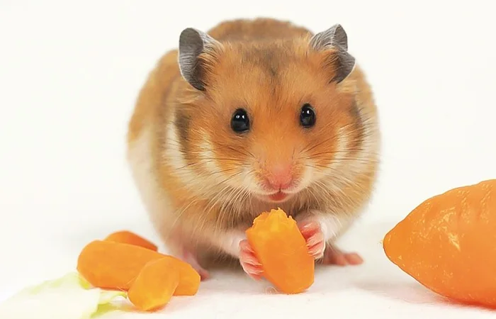 con chuột số mấy