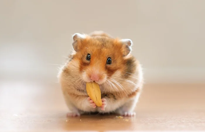 những hình ảnh về con chuột