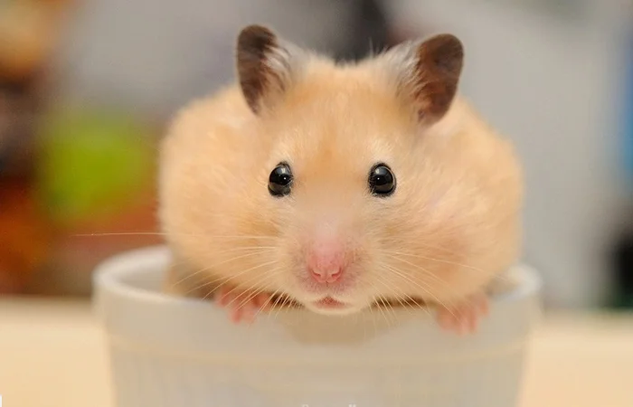 những hình ảnh về con chuột