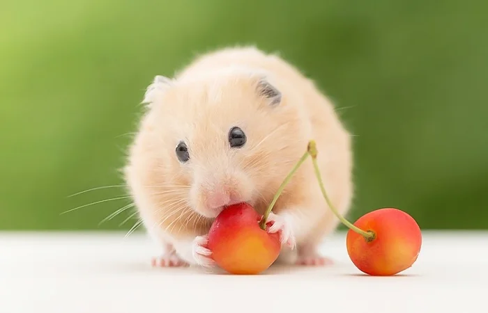 Con Chuột số mấy? Nằm mơ thấy con Chuột có điềm báo gì? Lành hay dữ?