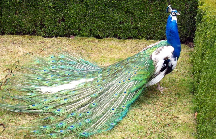 nằm mơ thấy con công có điềm báo gì