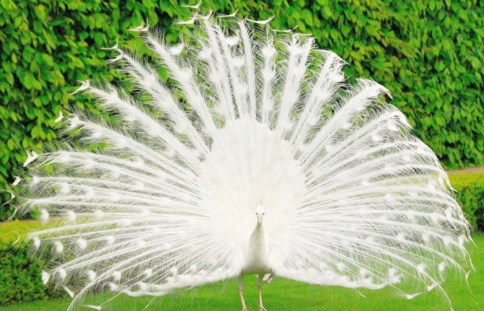 hình ảnh con công