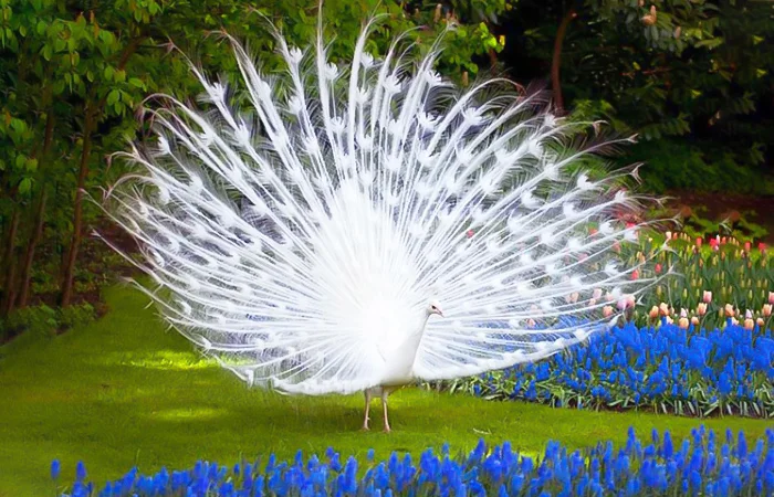 Con Công số mấy? Nằm mơ thấy con Công có điềm báo gì? Lành hay dữ?