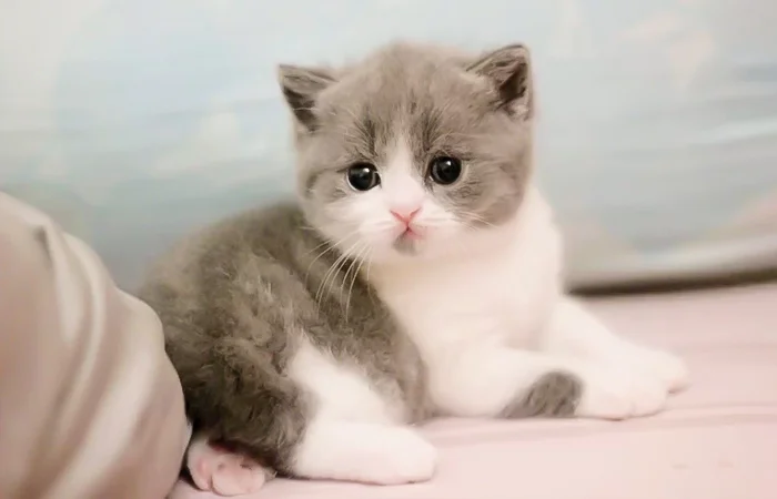 Con Mèo số mấy? Nằm mơ thấy con mèo có điềm báo gì? Lành hay dữ?