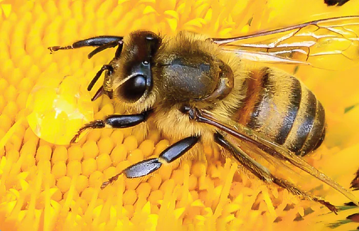 Con Ong số mấy? Nằm mơ thấy con Ong có điềm báo gì? Lành hay dữ?