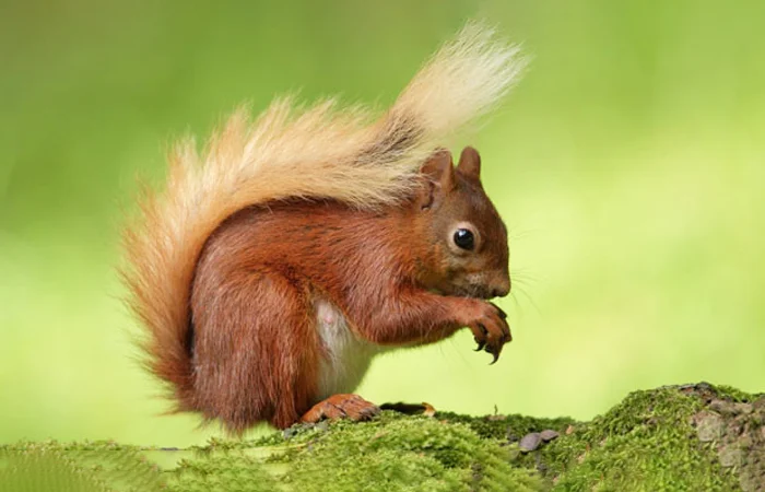 hình ảnh con sóc