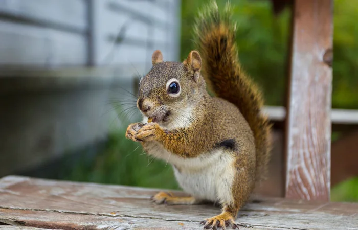 hình ảnh con sóc