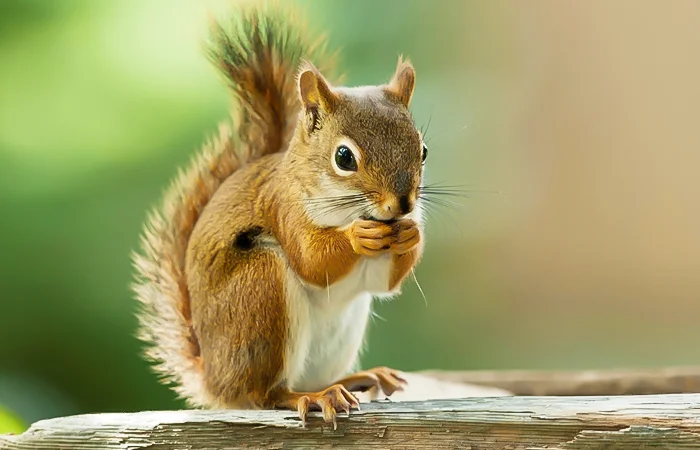 hình ảnh con sóc