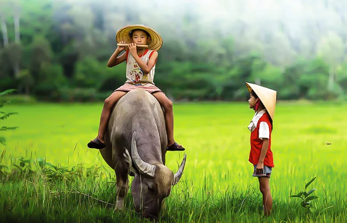 Hình ảnh về con trâu