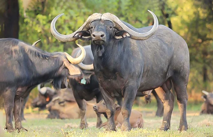 Hình ảnh về con trâu