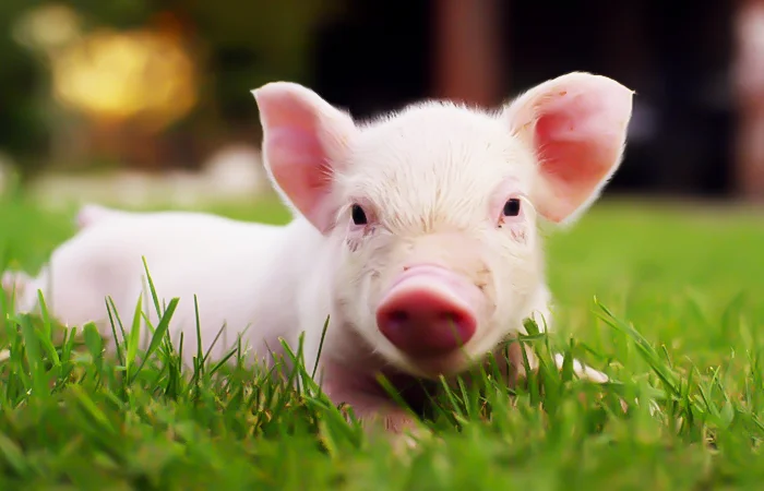 hình ảnh con heo