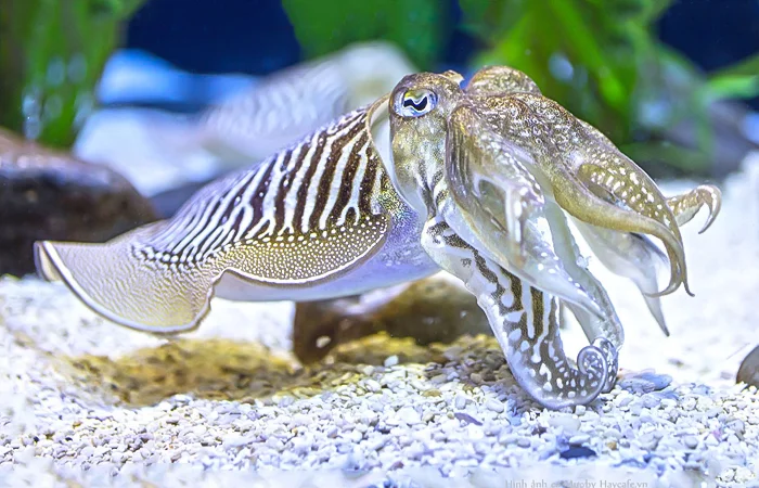 hình ảnh con mực