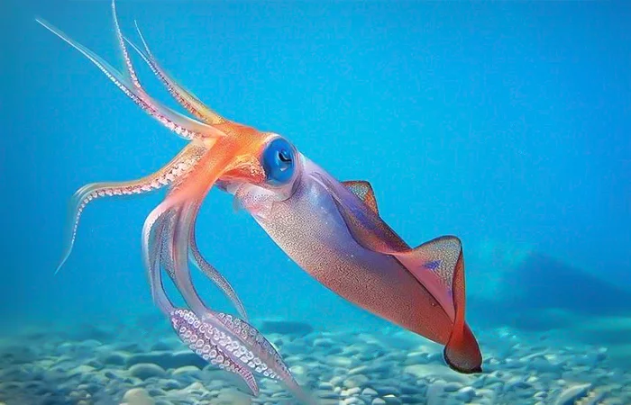 hình ảnh con mực