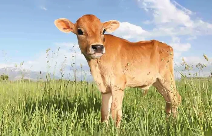 nằm mơ thấy con bò